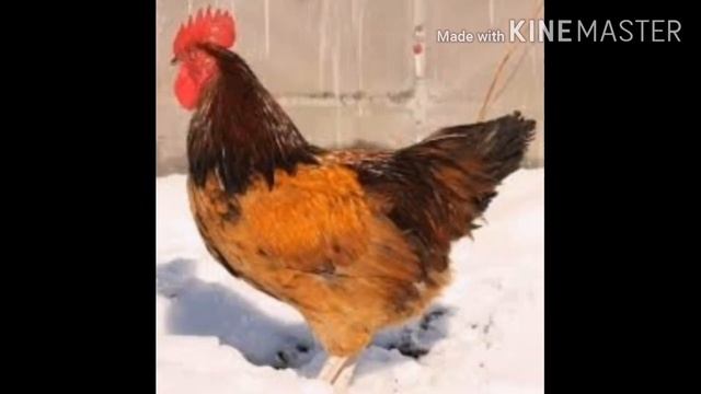 Все о породе СИНЬ СИНЬ ДЯНЬ! смотреть онлайн