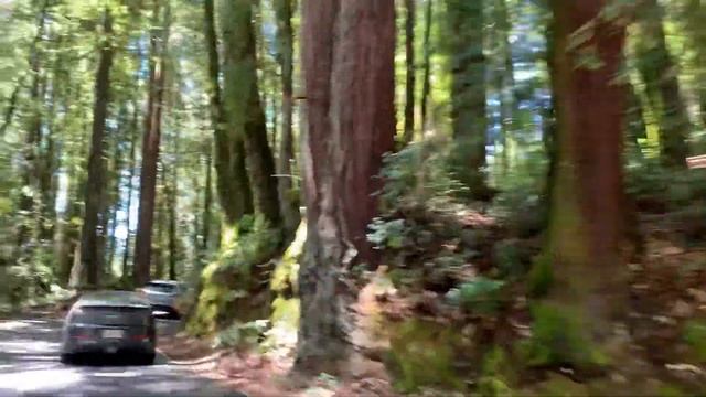 Едем в Секвоя Парк смотреть онлайн