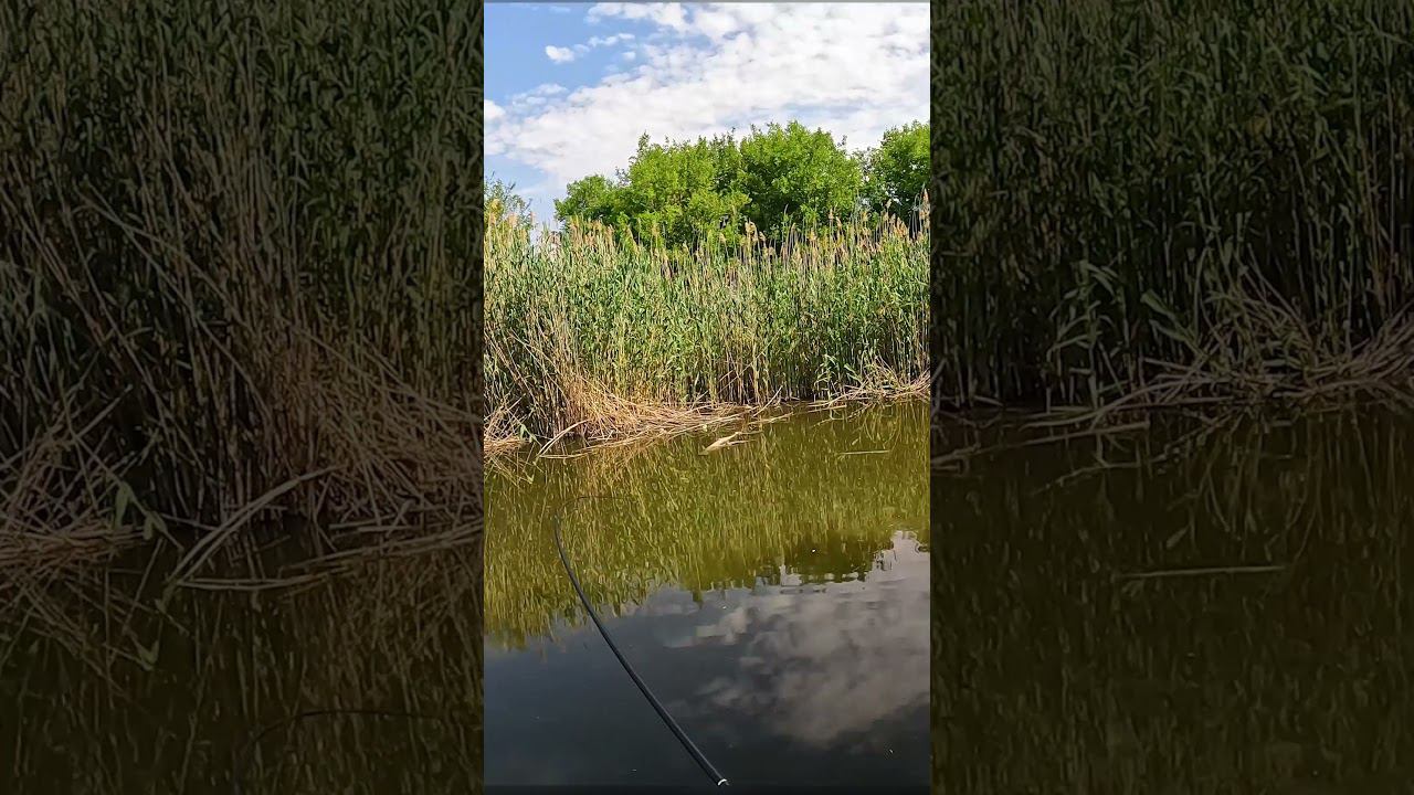 САЗАН НА ПОПЛАВОЧНУЮ УДОЧКУ. ЭМОЦИИ. БОРЬБА. #рыбалкавастрахани #fishing #сазан смотреть онлайн