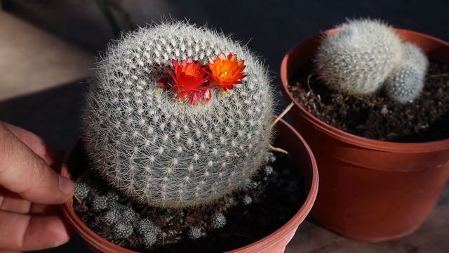 Cuidados Del Cactus Parodia Haselbergii - Notocactus Haselbergii - Scarlet Ball