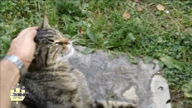 Логотип на видео смотреть онлайн