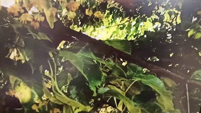 Ответ страждущему сердцу ( в пророческом духе) 23.06.23 В.Климович стихи, видео, чтение смотреть онлайн