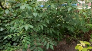 ЭВОДИЯ "ДАНИЭЛЯ" МЕДОВОЕ ДЕРЕВО. Павловния. 1 сентября 2023 г..