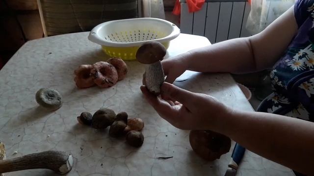 Разбираемся в грибах// Отличаем съедобные от несъедобные. смотреть онлайн