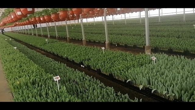 День открытых дверей на фирме ЦВЕТКОФФ Белореченск смотреть онлайн