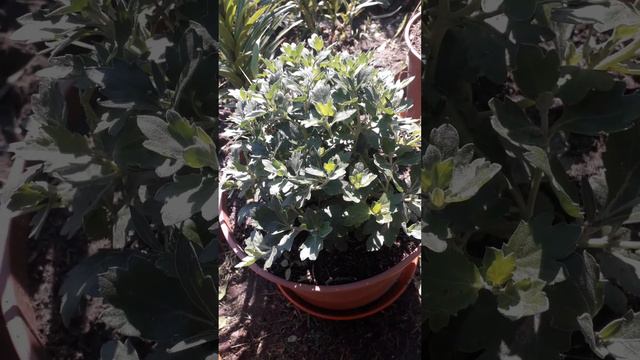 Чем підживити хризантему в липні? смотреть онлайн