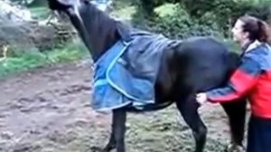 Девка чешит коню яйца!!!Жесть1!!!