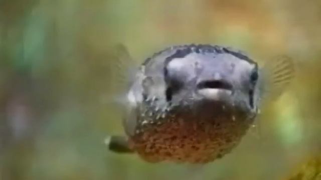 А я рыба (Божья коровка) смотреть онлайн