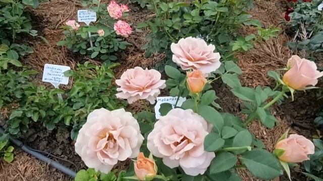 Наш обрізаний розарій, огляд. смотреть онлайн