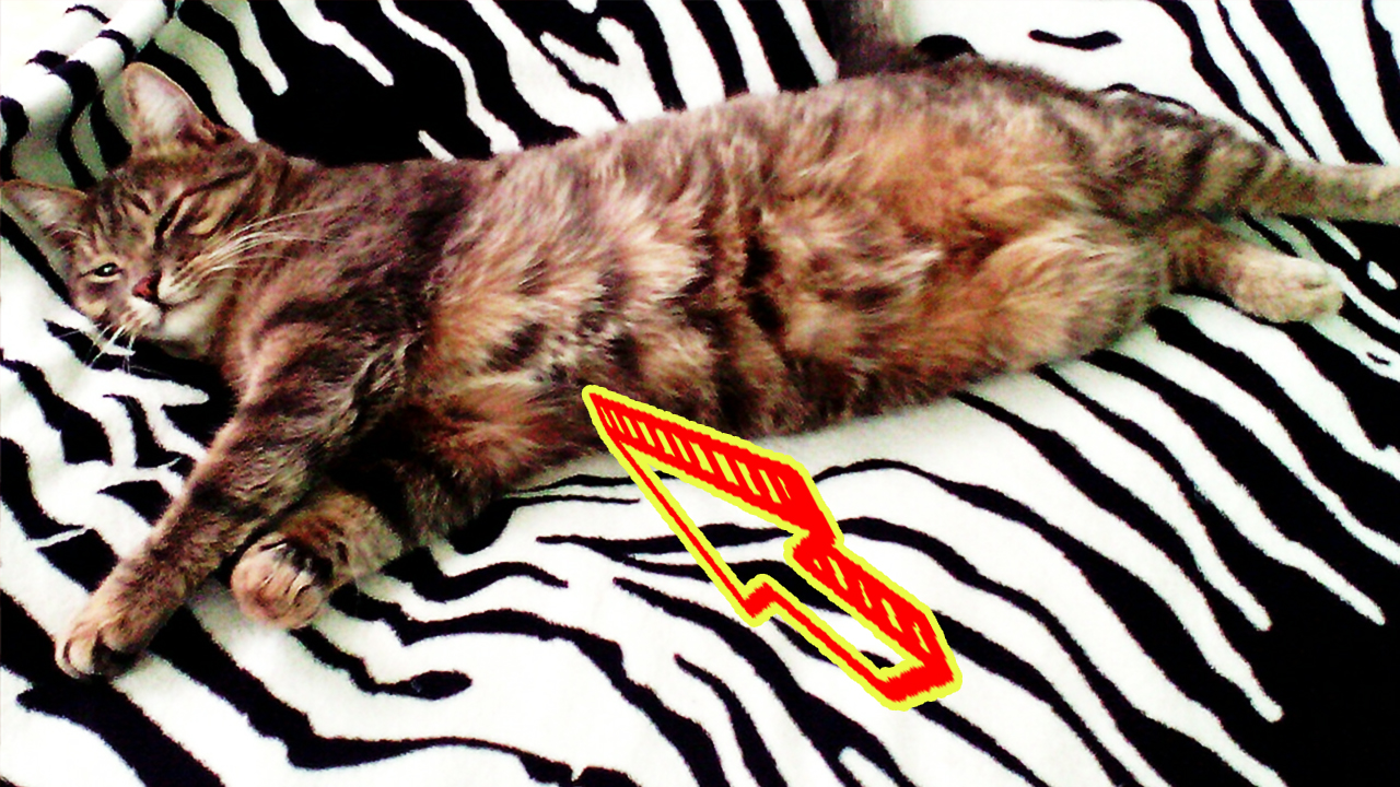 Поздним вечером по улице бродил тощий кот, а навстречу ему шла его спасительница смотреть онлайн