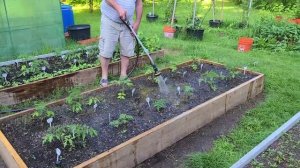 Поливаем холодной водой из шланга кусты помидор ?  на грядках в открытом грунте