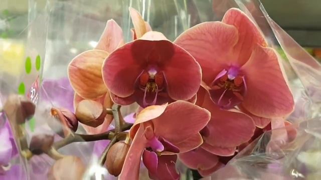 СУПЕР поступление ОРХИДЕИ в КАСТОРАМА Orchids ORCHID Орхидея ОРЕНБУРГ Обзор ОРХИДЕЙ смотреть онлайн