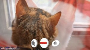 Что Такое Кармашки Генри в Кошачьем Ухе и Зачем Они Нужны Кошке ¤ НЕОБЫЧАЙНОЕ