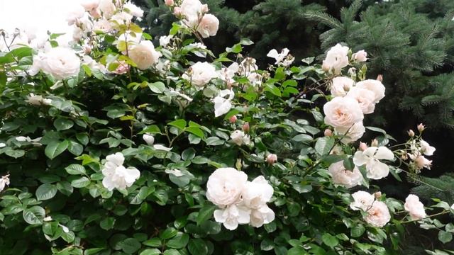 How long should my ROSE live? смотреть онлайн