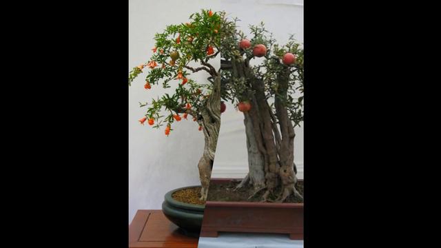 Beautiful Ornamental Pomegranate Bonsai in Your Home смотреть онлайн