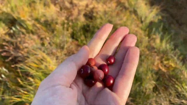 Ельня и Мох | Болота, журавли, клюква смотреть онлайн