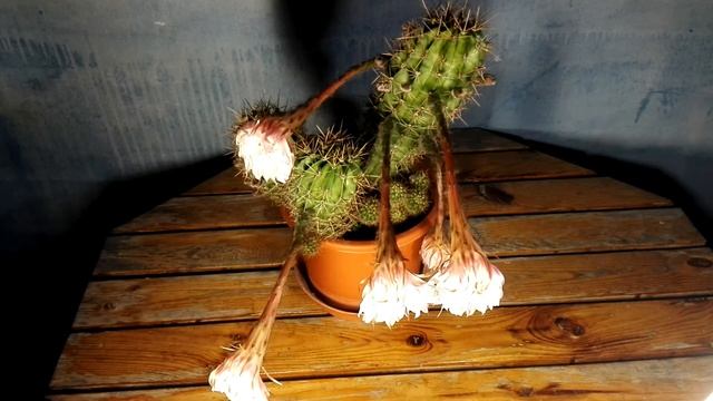 Flowering cactus - Echinopsis oxygona смотреть онлайн