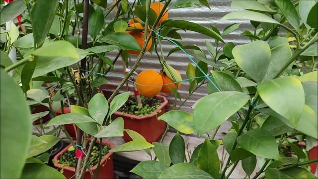 Апельсин Sucreña ( Sucrena) | Fragola. Harvest 2022. Найсолодший апельсин в колекції. смотреть онлайн