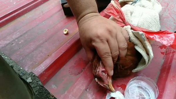 RHODE ISLAND RED , HERITAGE BREED, PLUCKER OR SHAMO CORYZA..