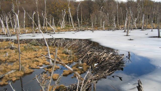 Biological invasion | Wikipedia audio article смотреть онлайн