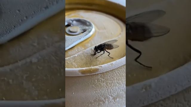 Муха прилипла к холодной банке газировки смотреть онлайн