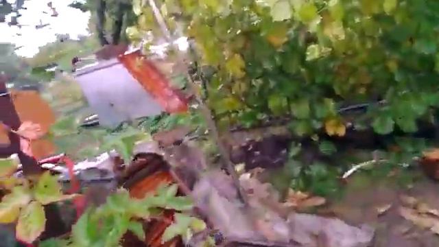 Ежевика, собираем урожай.