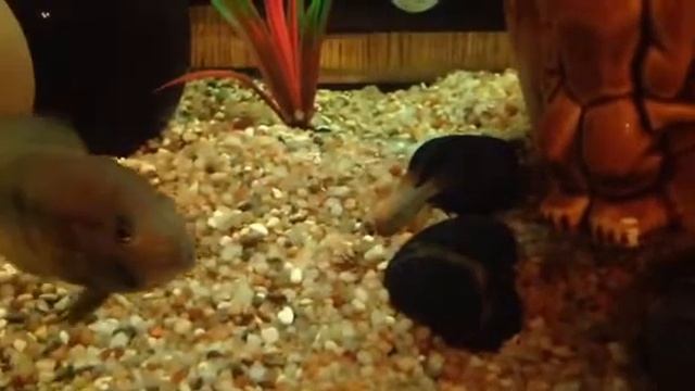 Акара бирюзовая съела Апистограмму смотреть онлайн