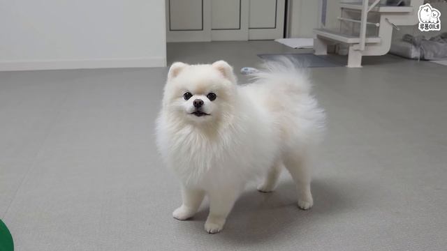 메리 크리스마스! 루퐁이가 잠든 사이 산타가 다녀갔어요 смотреть онлайн