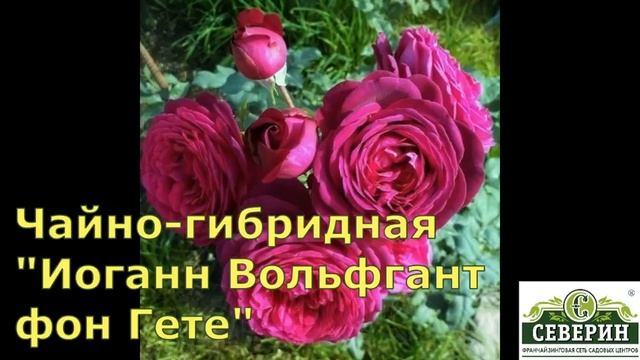 Шикарные розы Братьев Топалович из Сербии. Группа: чайно-гибридные часть 2 смотреть онлайн