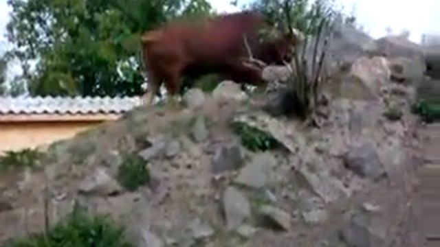 Ватусси смотреть онлайн