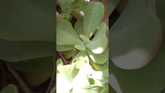 Моя Коллекция Каланхое продолжение 2 часть смотреть онлайн