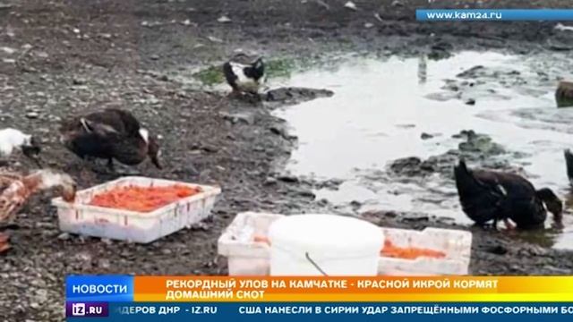 Домашний скот кормят красной икрой смотреть онлайн