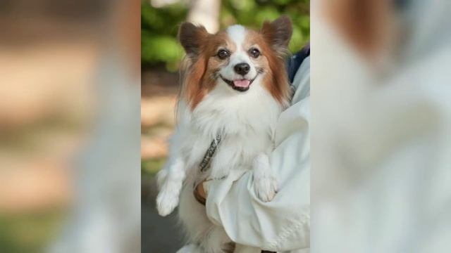 Топ - 10 маленьких , миниатюрных собак смотреть онлайн