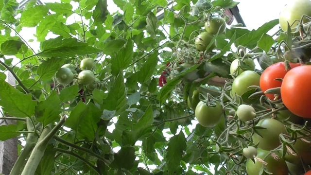 НЕОБЫЧНЫЕ ТОМАТЫ. СОРТ ЮБИЛЕЙНЫЙ ТАРАСЕНКО. Ольга Чернова. смотреть онлайн