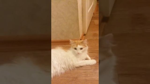 Трололо#1 смотреть онлайн