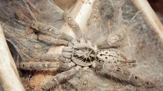 Самые опасные Пауки на Земле! Топ 10 смотреть онлайн