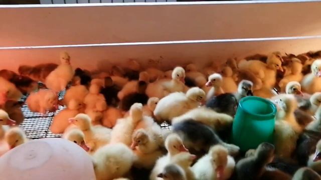 Вывод гусят! Секреты инкубации! смотреть онлайн