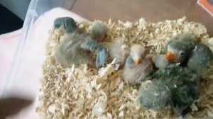 Долгожданное появление птенцов неразлучников.Размножение 2 часть.