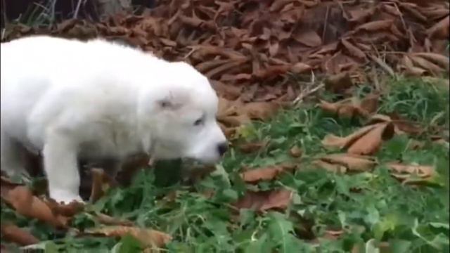 Щенки алабая смотреть онлайн