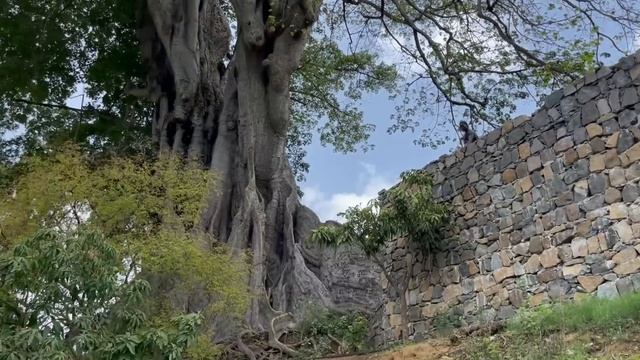 ÁRVORE MAS GRANDE DE CABO VERDE смотреть онлайн
