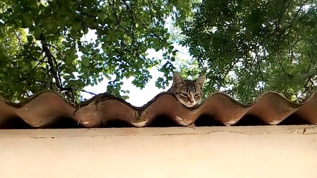 Ещё Крымский Хвост ! More Crimean Tail! смотреть онлайн