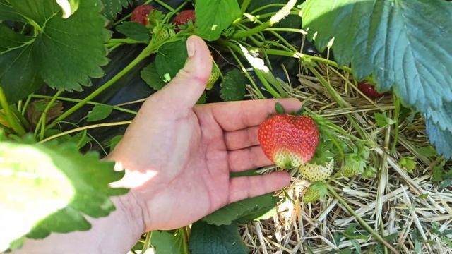 Клубника Сирия, Джоли и Азия сравнение ягоды .... смотреть онлайн