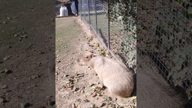 капибары?? смотреть онлайн