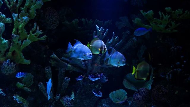 Виртуальный аквариум 4К (2160p) без музыки. 3 часа. Звук пузырьков. Релакс. ASMR. смотреть онлайн