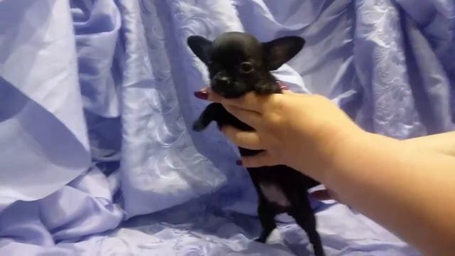 Чихуахуа смотреть онлайн