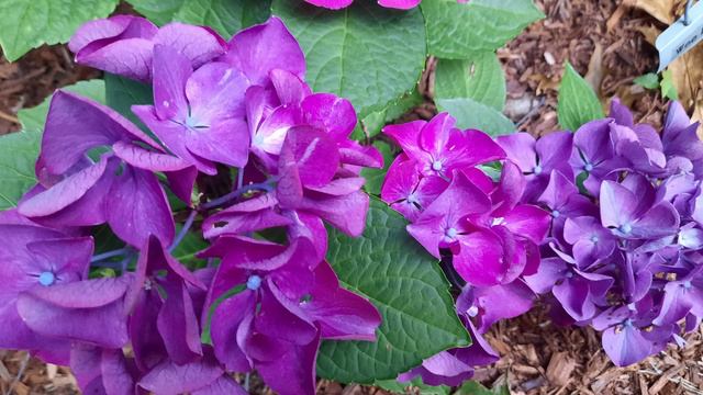 What Variety of Hydrangea Do You Have? How to Find the Name of Your Hydrangea смотреть онлайн