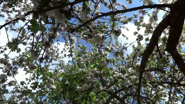 В саду цветут яблони груши сливы и все кустарники . Работают пчёлы . Обзор нашего участка 12 соток смотреть онлайн