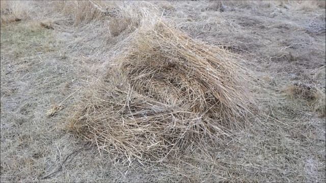 Бесплатная подстилка животным. Дикая солома, сбор. смотреть онлайн