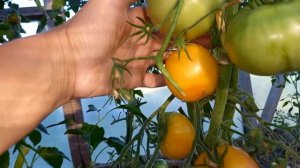 Томат МАРТА ЛОГАН. Коллекционный сорт. Ярославская обл.