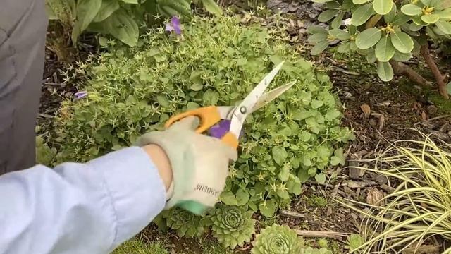 Blue & White Clips/Bell Flowers (Campanula Carpatica) - Trim For a Third Bloom - September 18 смотреть онлайн